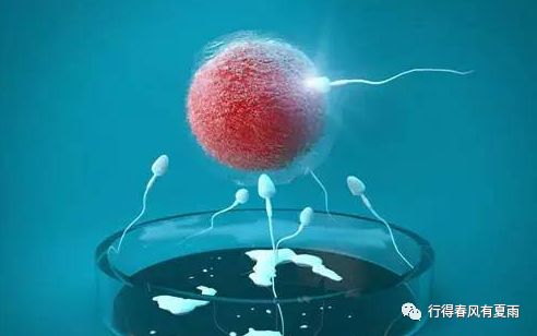 冷冻卵子是不是后悔药,冷冻卵子取出痛苦吗