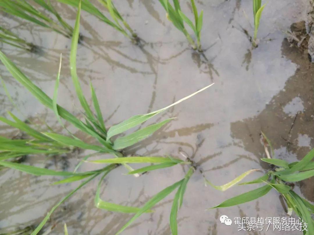 水稻叶梢发黄是不是病,水稻叶片发黄用什么药