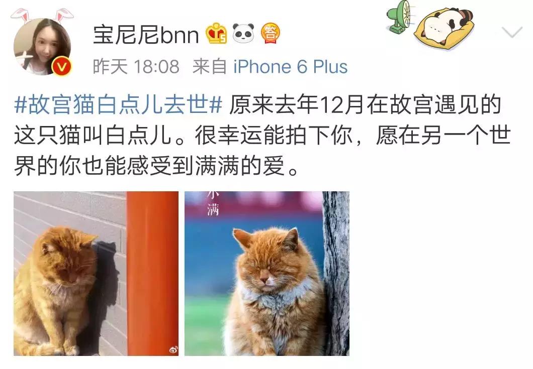 故宫的猫去世了吗,故宫的猫怎么去世的