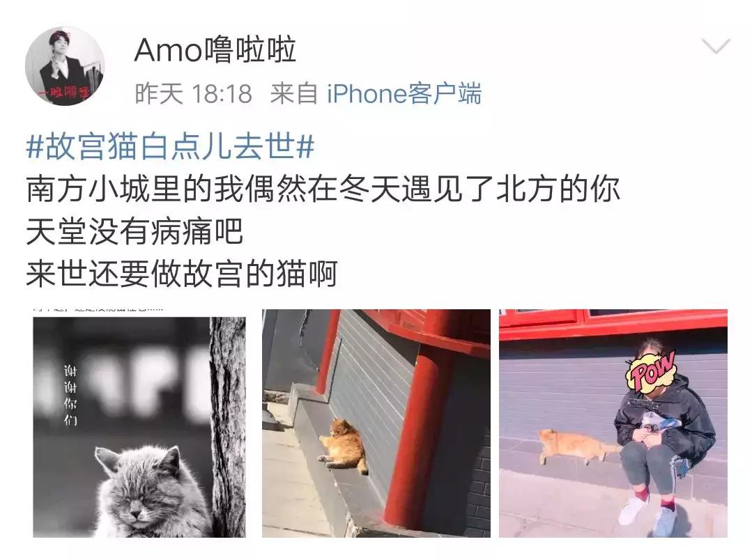 故宫的猫去世了吗,故宫的猫怎么去世的