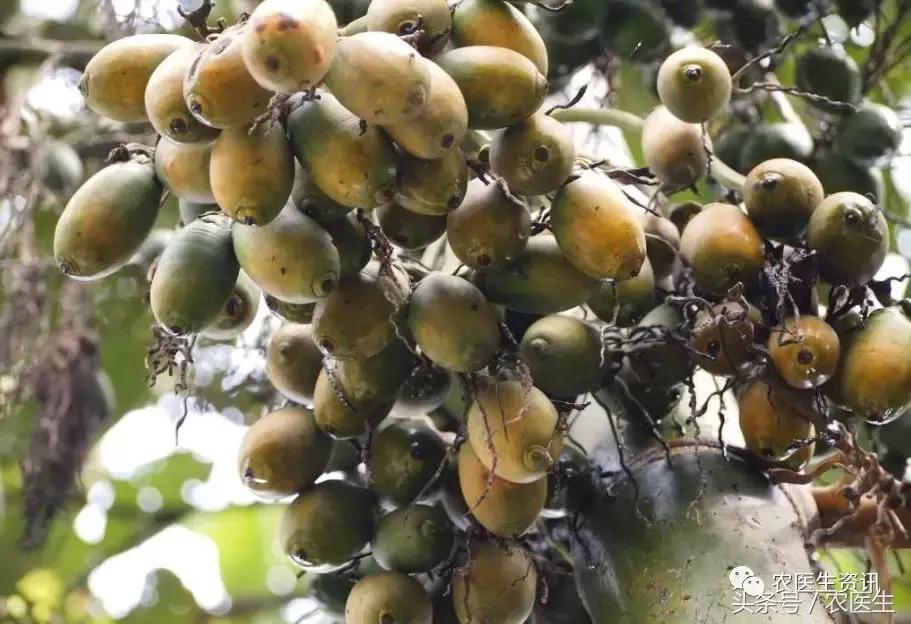 2018海南槟榔种植 (海南槟榔苗哪里的品种最好)