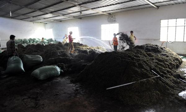 喝小青柑为啥恶心,小青柑的坏处