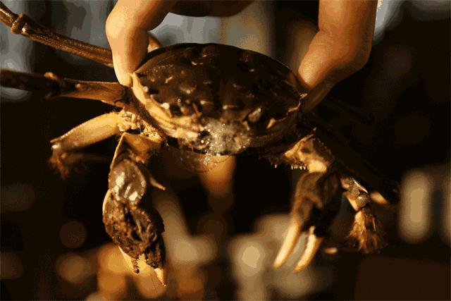 六月黄的阳澄湖大闸蟹,六月黄阳澄湖大闸蟹鲜活上市