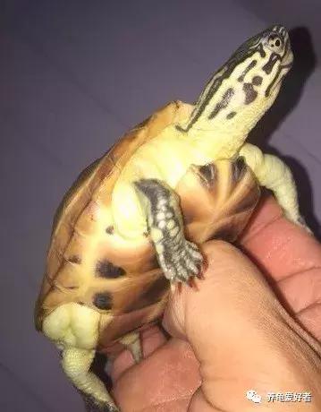 养龟的100种常见问题,新手养龟常见的坏习惯与坏心态