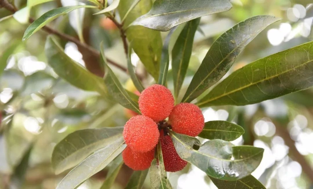 古蔺最近有什么活动,古蔺这几天哪里有活动