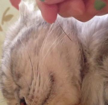 不小心撸掉猫咪的胡子怎么办？主人：悄悄的塞回去，动作要利索
