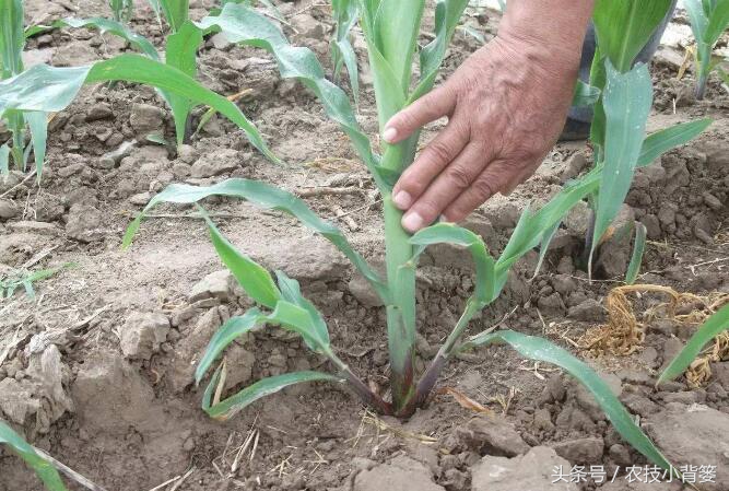 玉米苗期发叉是什么原因,水果玉米需要打叉吗