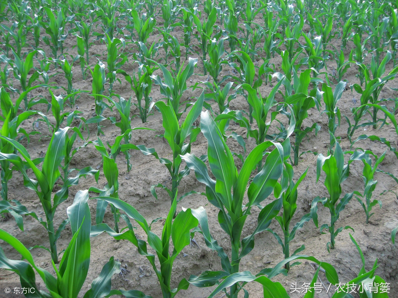 玉米苗期发叉是什么原因,水果玉米需要打叉吗