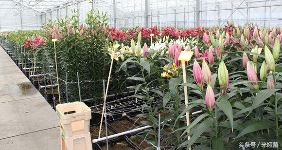 黄色百合花盆栽带花苞发货,矮一点百合花苗盆栽带花苞