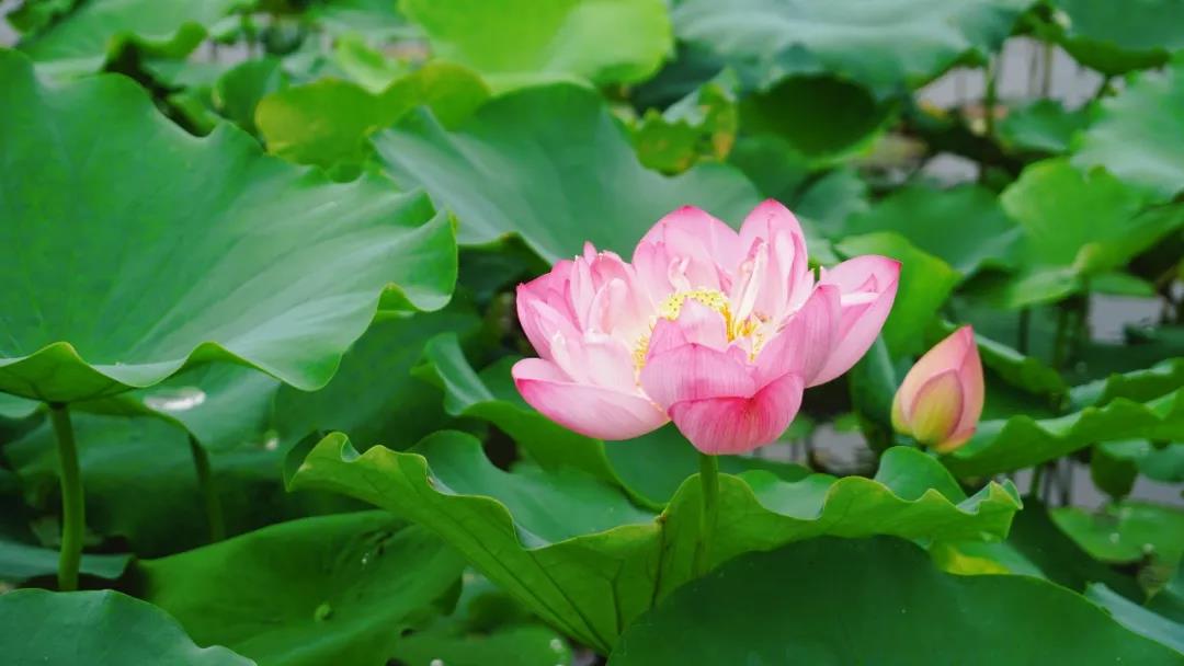 成都天府新区田园综合体,天府新区中西田园综合体项目