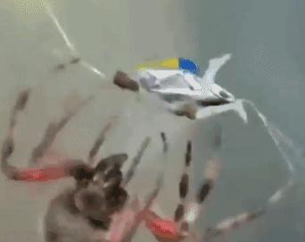 进世界杯八强，有漂亮的小女友，这就是内马尔