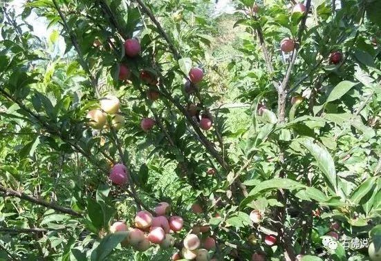 白天“荷李藕遇”嗨翻石佛荷花节晚上逛乐至烤肉节看精彩世界杯