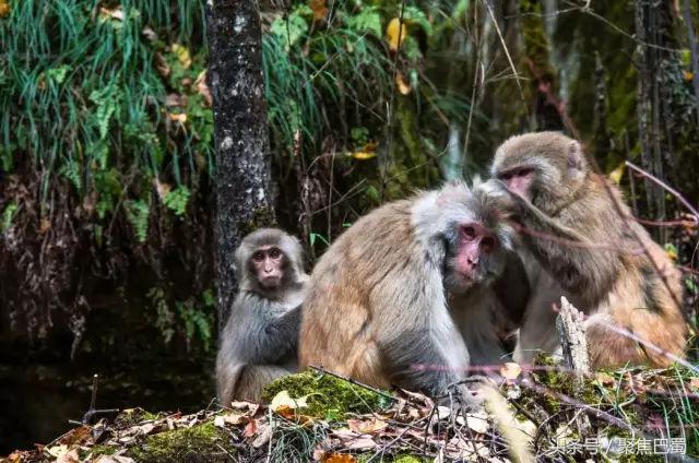 从成都出发最近的草原,成都出发4小时雪山花海