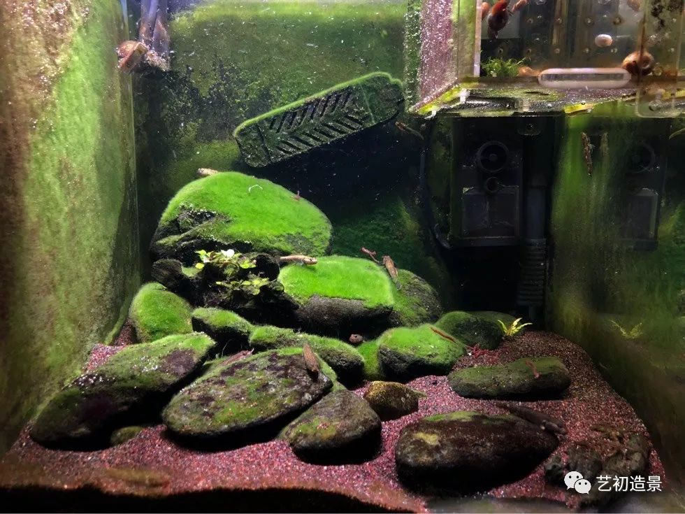 虾虎缸造景要什么过滤器,虾虎缸用什么石头造景好