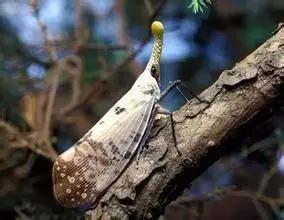 农村常见树上的黑黄虫子大全,树上常见的大虫子