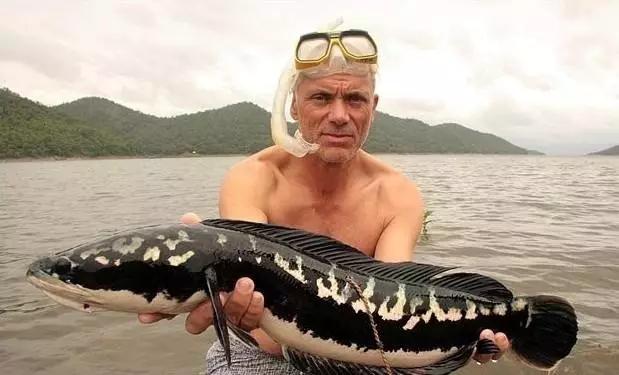 小到钻丁丁，大到吞活人，这片贝爷看了都瑟瑟发抖！