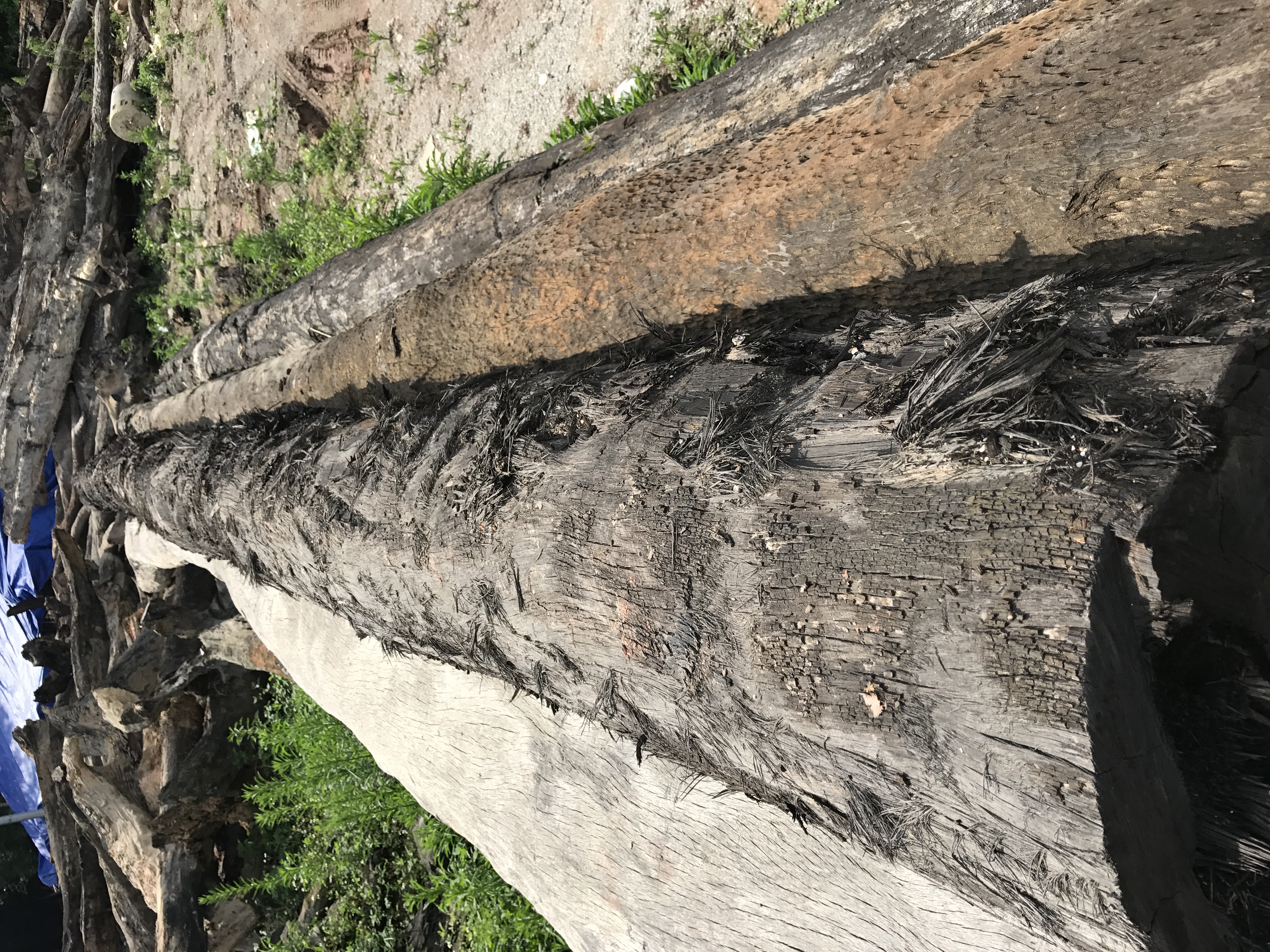 乌木佛珠手串怎么盘,手工金丝楠木佛珠手串图