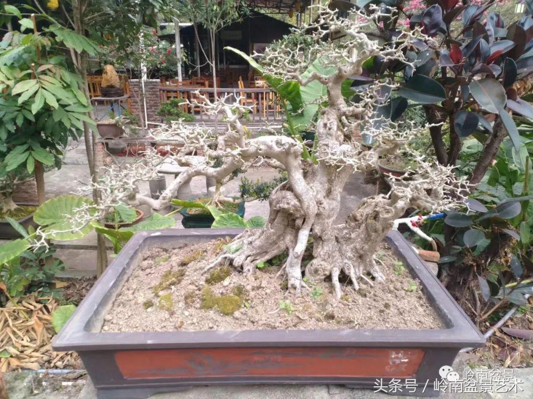 地瓜榕盆景的修剪技巧,金豆盆景修剪视频大全