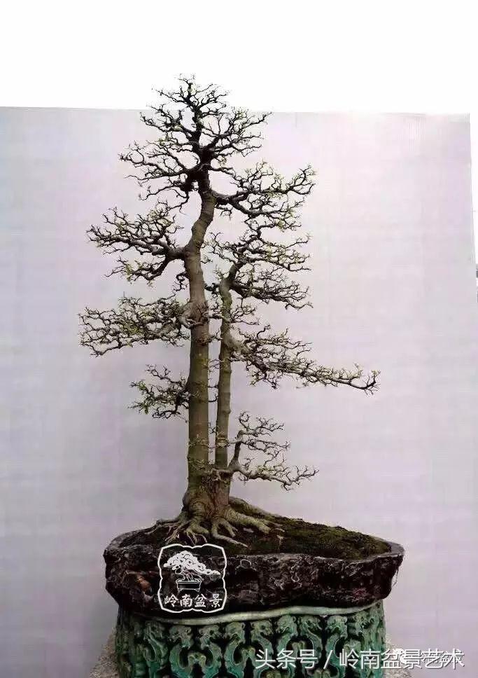 地瓜榕盆景的修剪技巧,金豆盆景修剪视频大全