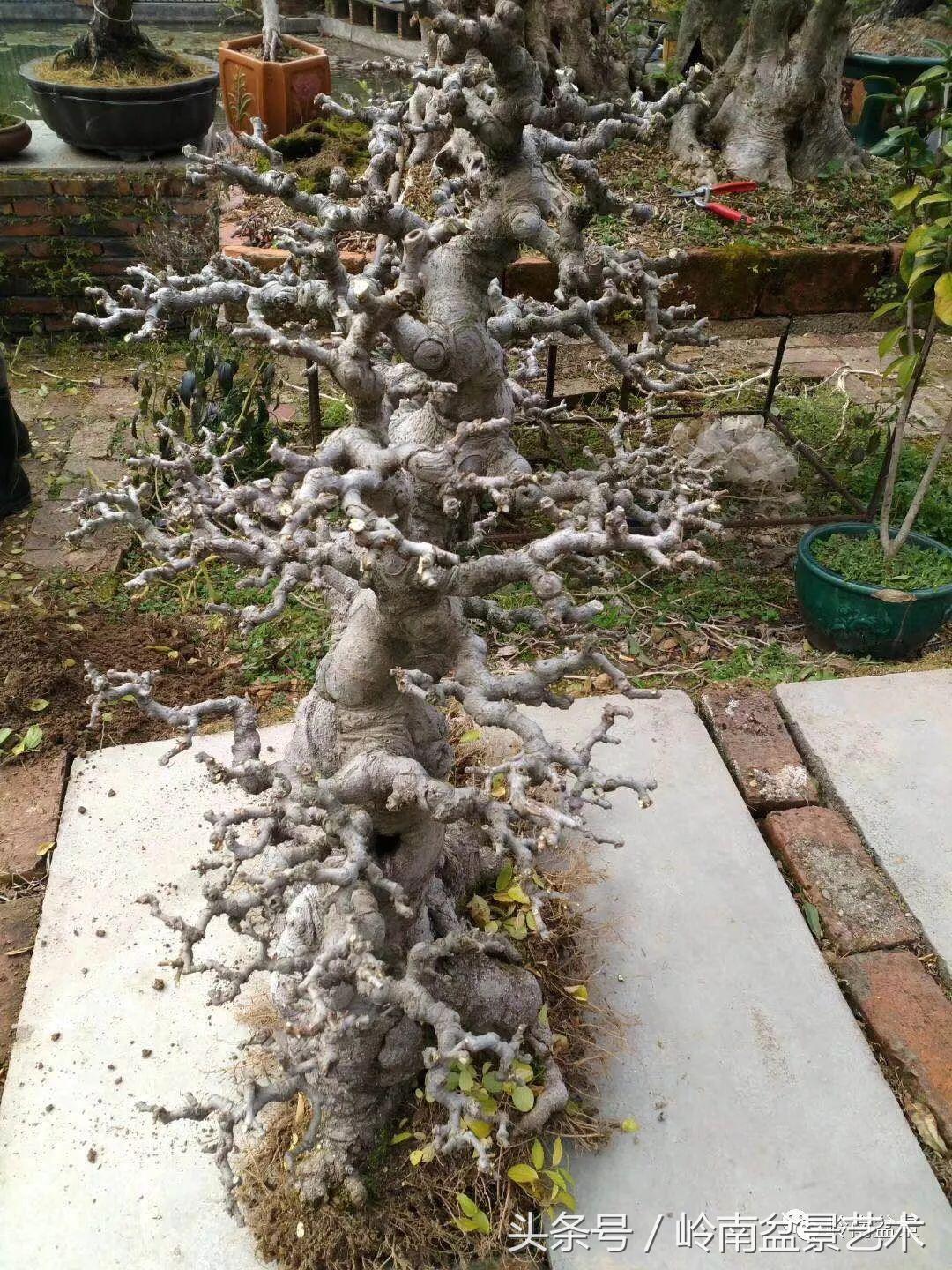 地瓜榕盆景的修剪技巧,金豆盆景修剪视频大全