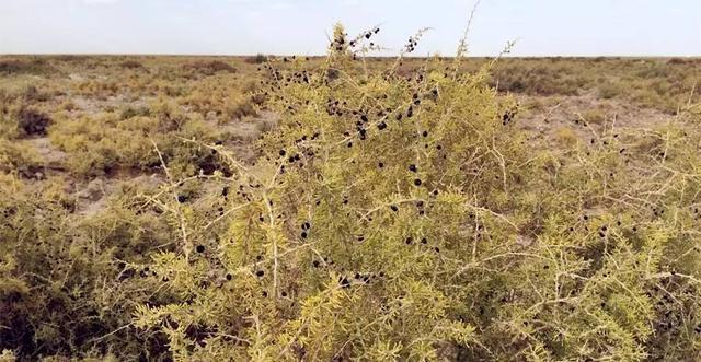 花青素之王黑枸杞青藏高原,花青素之王黑枸杞功效