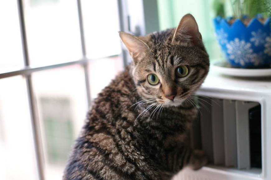 中华田园猫上榜10大受欢迎猫咪,中华田园猫和狸花猫有什么区别