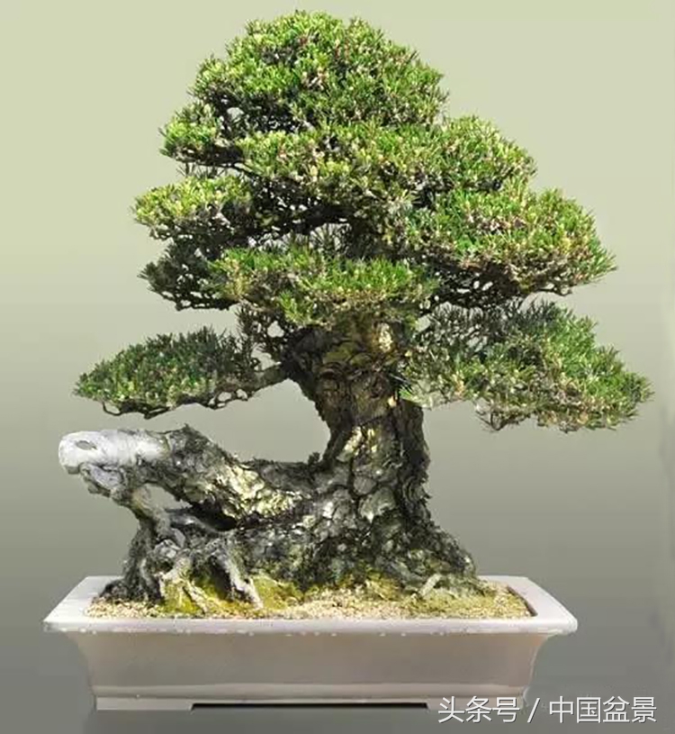 王恒亮获奖作品《虬龙出世》赏析