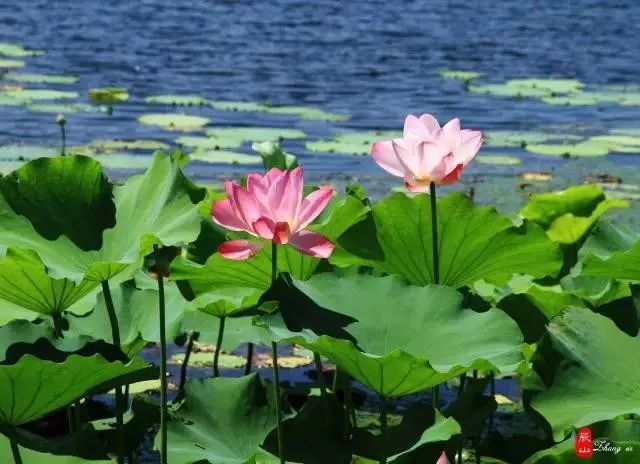 上海观景赏荷,7月赏荷花好去处
