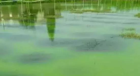 蓝藻刚开始发现怎么防治,蓝藻的危害和防治的方法