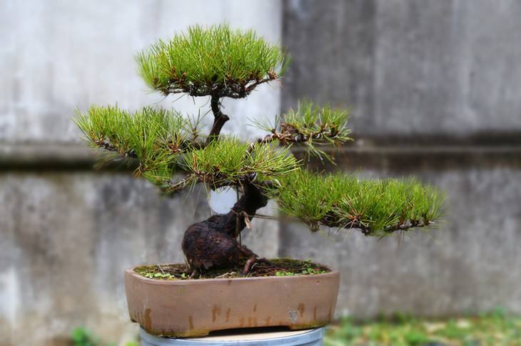 黑松盆景造型修剪最佳时间,黑松盆景造型视频大全