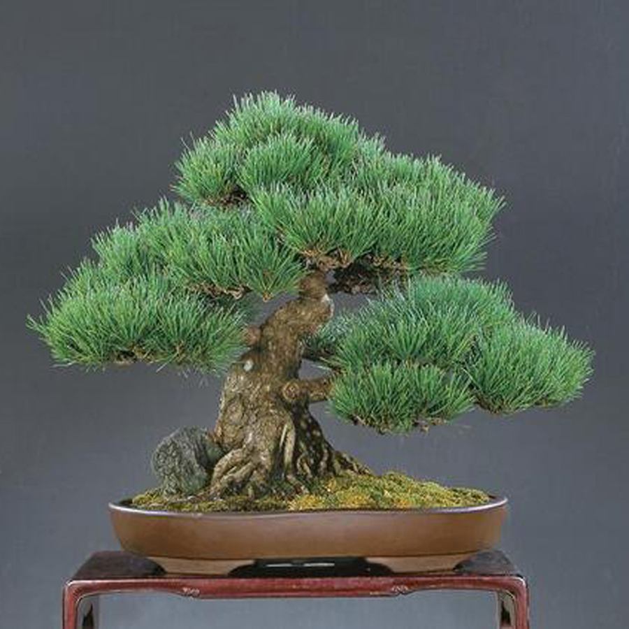 黑松丛林多杆盆景造型,肖建伟黑松盆景制作造型