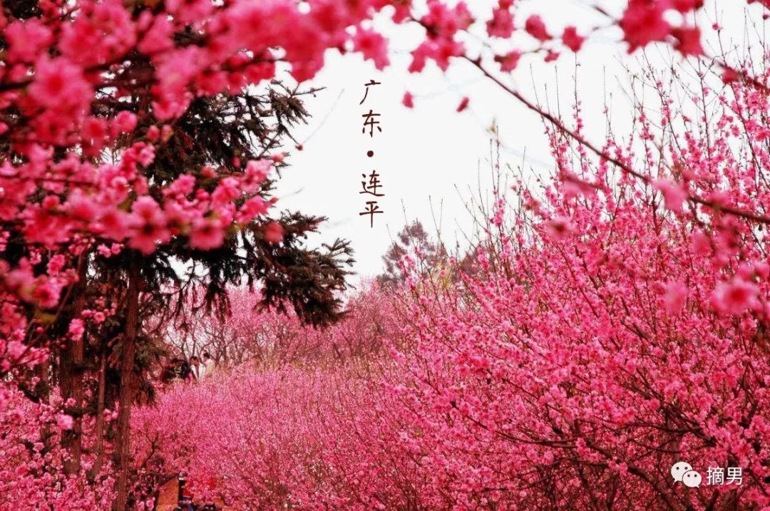 又脆又甜连平鹰嘴桃,连平正宗鹰嘴桃