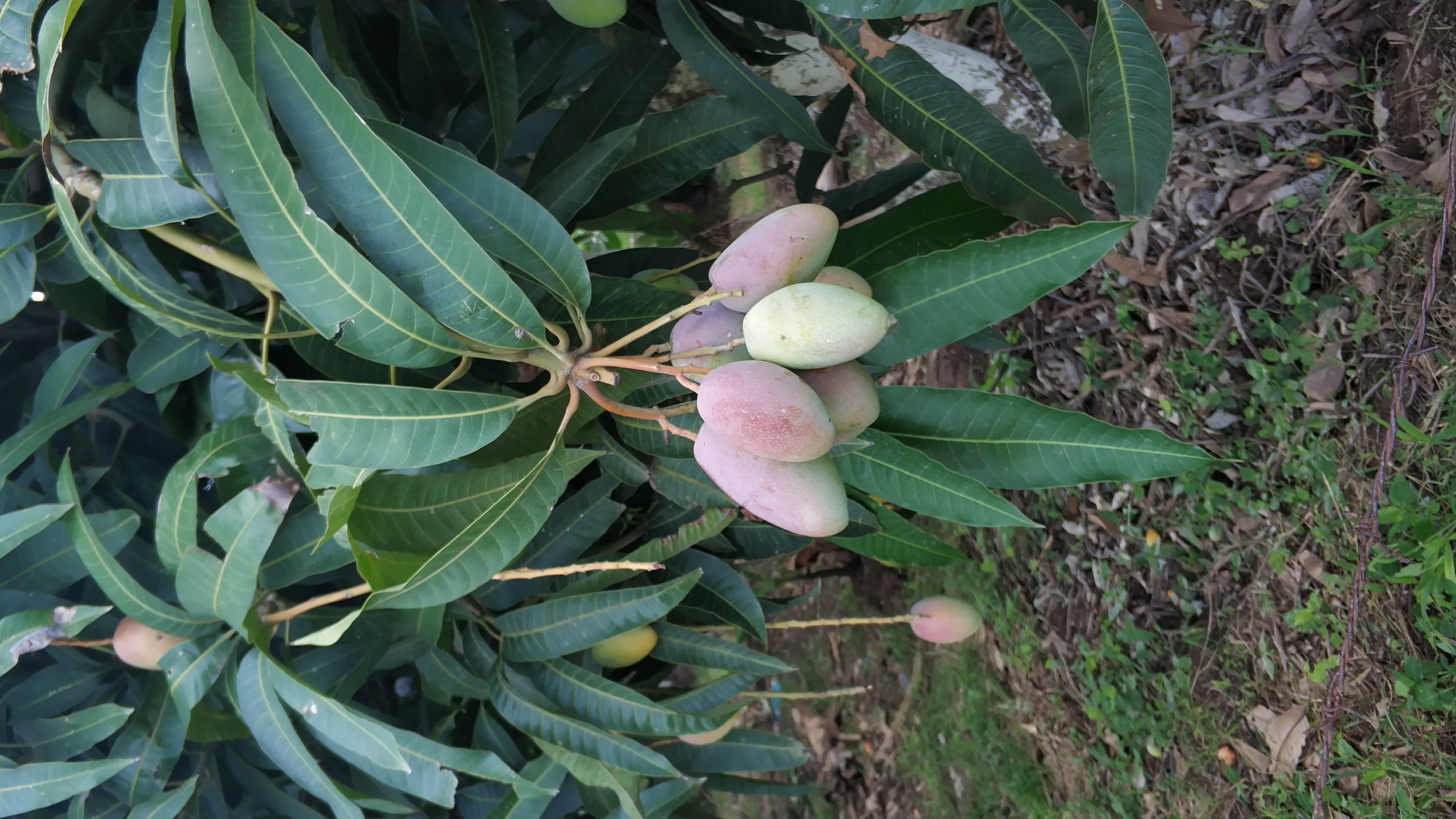 元江跟西双版纳哪个更热,云南元江怎么这么热