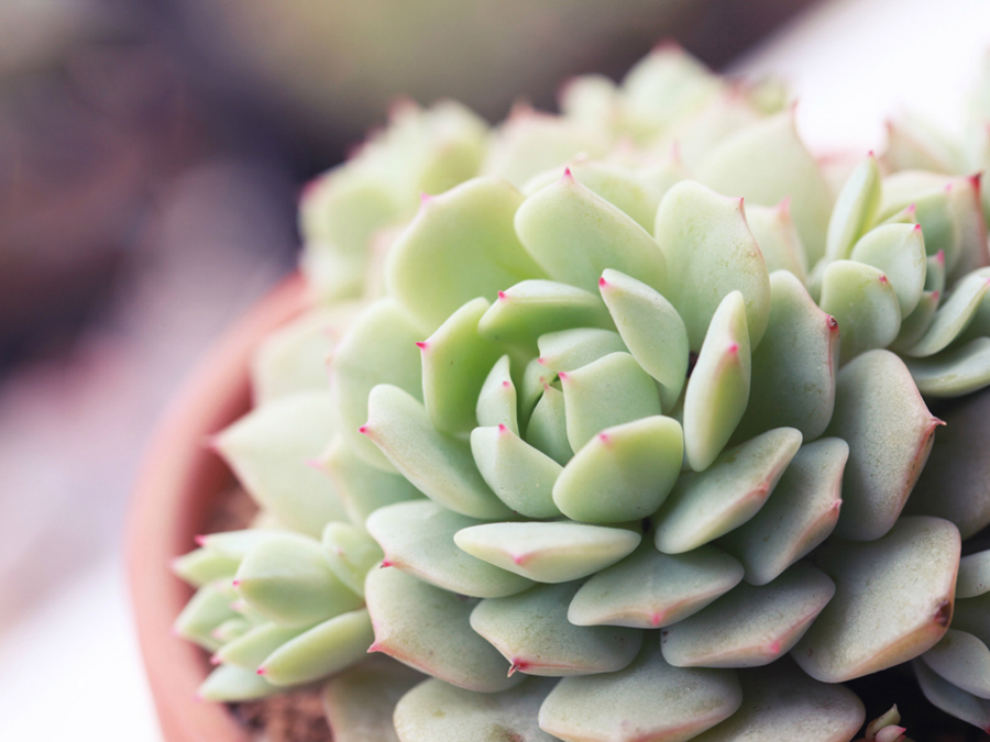 写作命题的技巧和方法,半命题作文题目与写作技巧