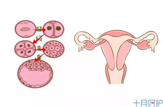 如何能快速怀孕备孕成功4大经验,哪种方式能够快速怀孕
