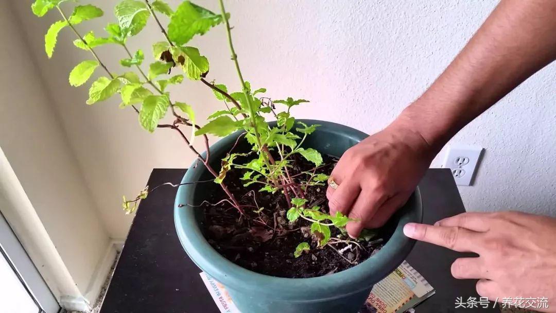 养薄荷能驱小飞虫吗,养薄荷可以防老鼠吗