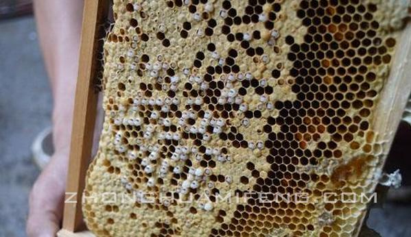 中蜂巢虫的防治,中蜂巢虫的防治方法