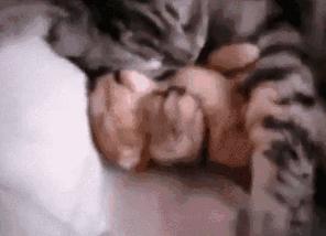 睡觉时小奶猫做噩梦，猫妈妈紧紧搂住：宝宝别怕，有妈妈在呢