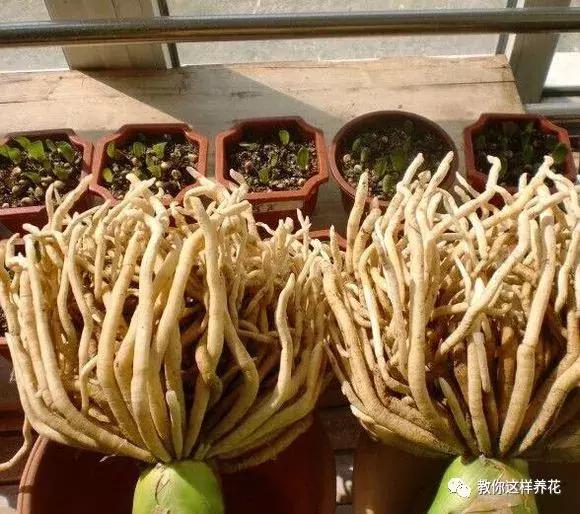 养了整整十年的君子兰终于开花了,养了一堆君子兰