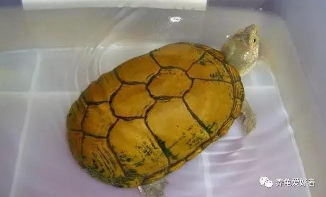 遇见胆小的龟怎么办,遇到胆小的仓鼠怎么办