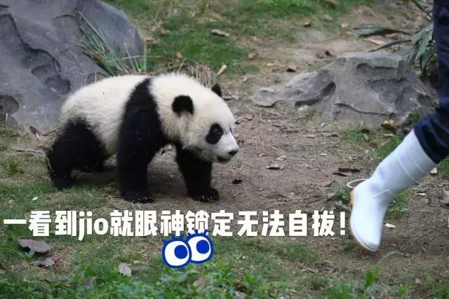 川航三优熊猫,四川航空认养大熊猫