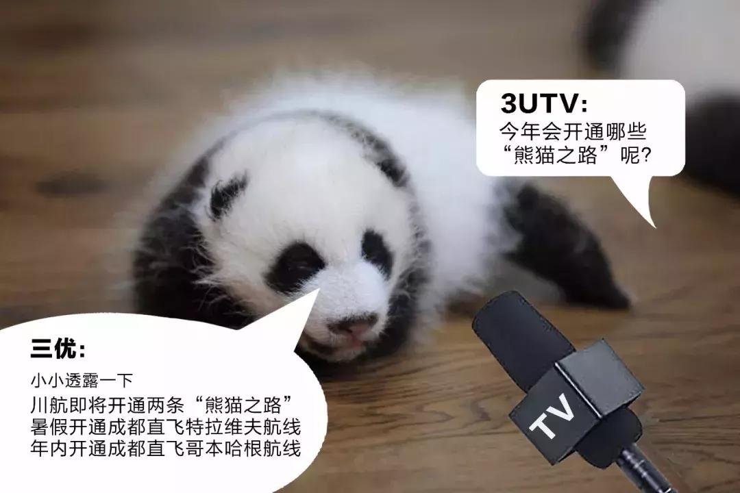川航三优熊猫,四川航空认养大熊猫