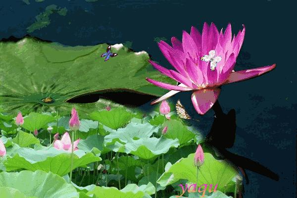 小暑快乐大家早上好,小暑快乐图