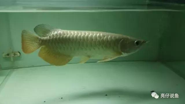 2008年龙鱼价格,年龙鱼