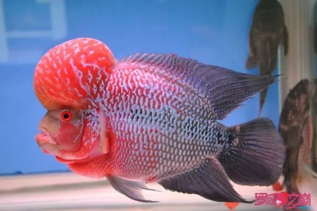 小罗烧牛筋,小罗烧鱿鱼