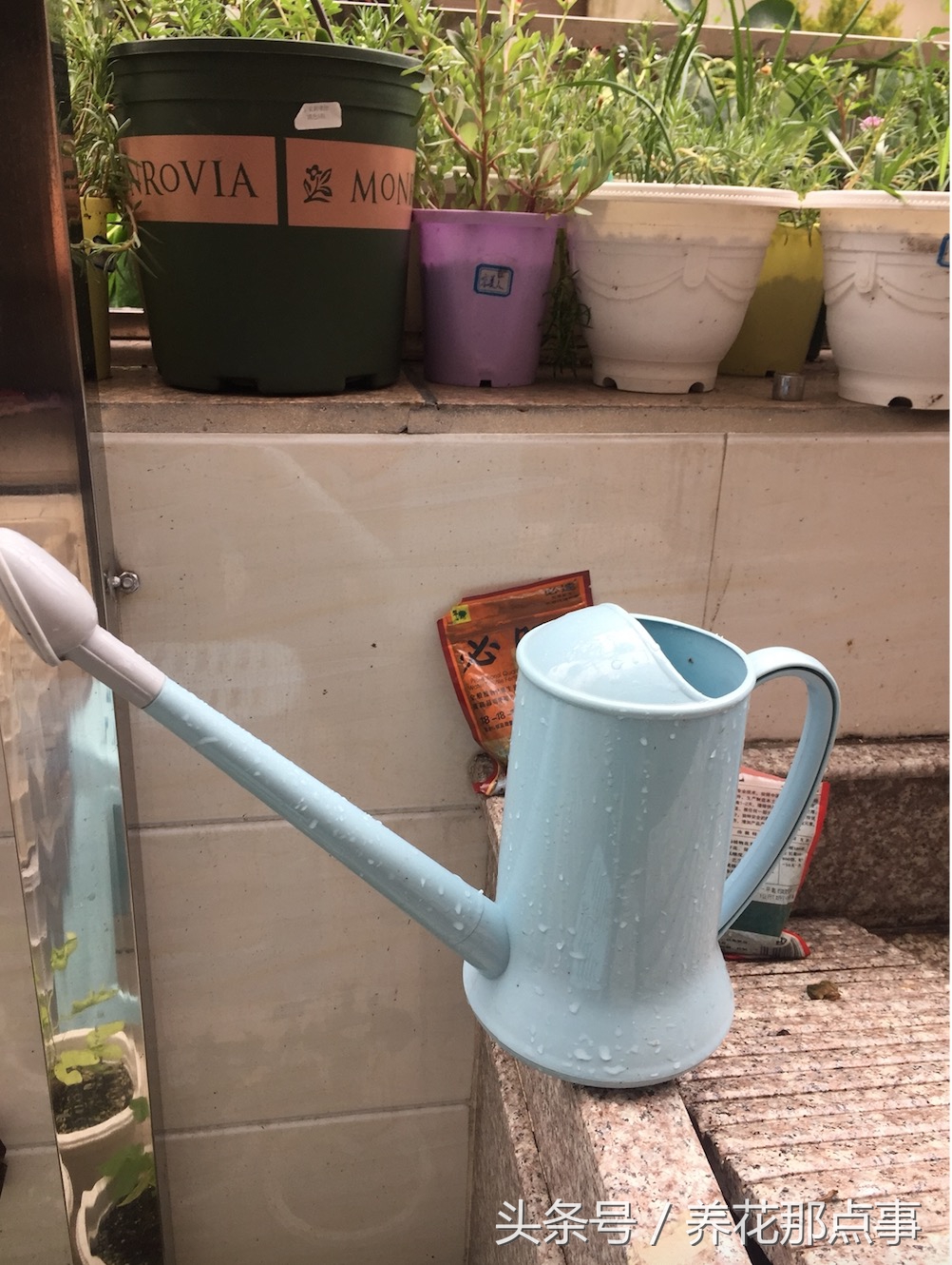 喝剩的啤酒能浇月季花吗,过期的啤酒能直接用来浇花吗