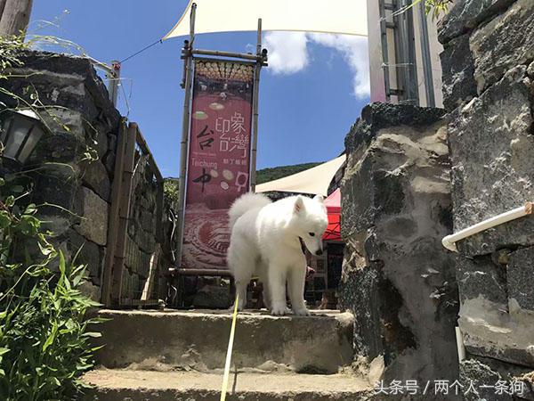 萨摩耶犬真的智商低吗,萨摩耶真的智商很低吗