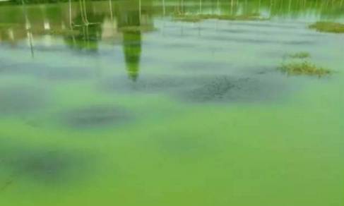 蟹塘有蓝藻用什么肥水,蟹塘有小龙虾怎么防止发病