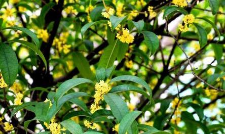 桂花树移栽后生长缓慢怎么办,桂花树移栽几年了长势不好怎么办