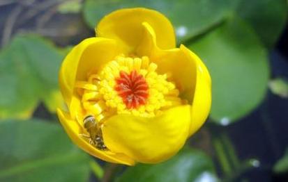 睡莲开花和没开花的样子,睡莲种子种的睡莲什么时候能开花